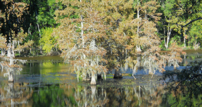 Lake view